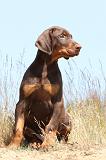 DOBERMANN 797